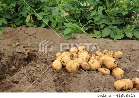 新ジャガ 新ジャガ 41363818