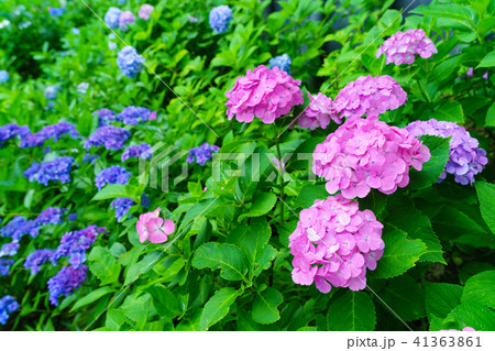 紫陽花と深緑 紫陽花と深緑 41363861