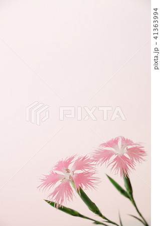 カワラナデシコ カワラナデシコ 41363994