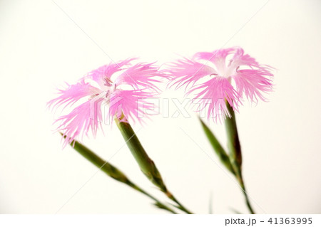 カワラナデシコ 41363995