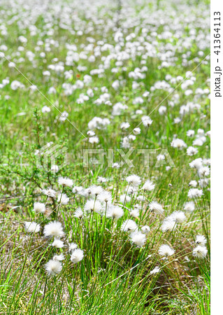 ワタスゲ 41364113