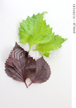 紫蘇の葉 紫蘇の葉 41364181