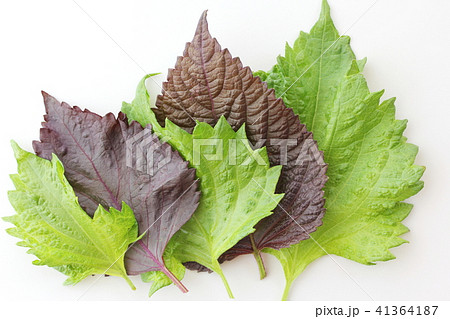紫蘇の葉 41364187