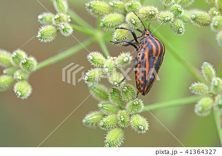 アカスジカメムシ（赤条亀虫）とヤブジラミ 41364327