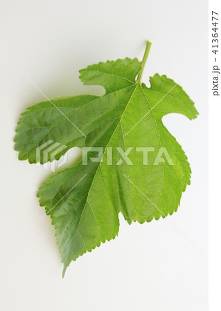 桑の葉 41364477