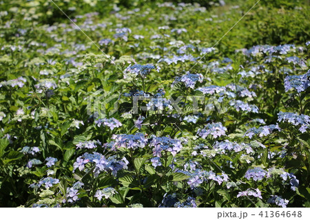 あじさい畑 あじさい畑 41364648