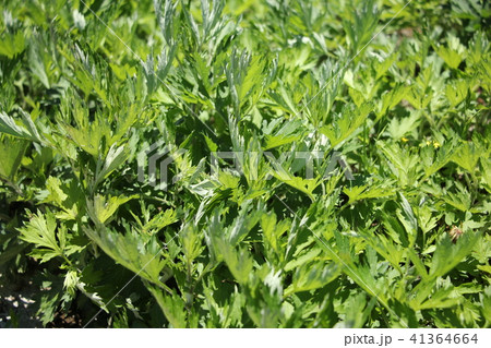 ヨモギ ヨモギ 41364664