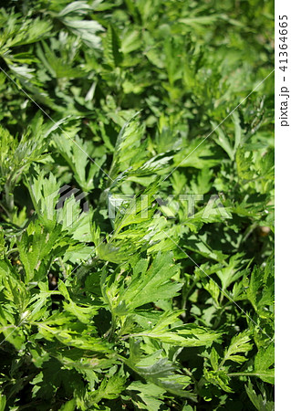 ヨモギ 41364665