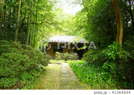 箱根山　萬福寺　新緑 41364844
