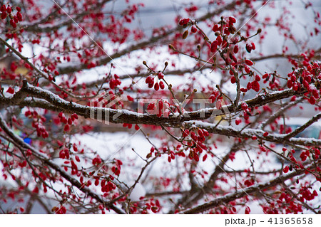 ナナカマド ナナカマド 41365658