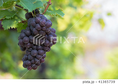 Red wine grapes background, Vineyards at sunset 41365739