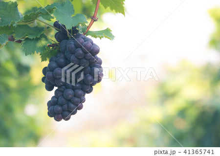 Red wine grapes background, Vineyards at sunset 41365741