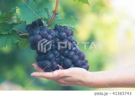 Red wine grapes background, Vineyards at sunset Red wine grapes background, Vineyards at sunset 41365743