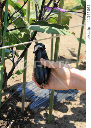 ナスの栽培 41365861