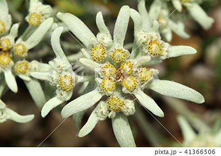 Alpine edelweiss Leontopodium alpinum in blossom 41366506