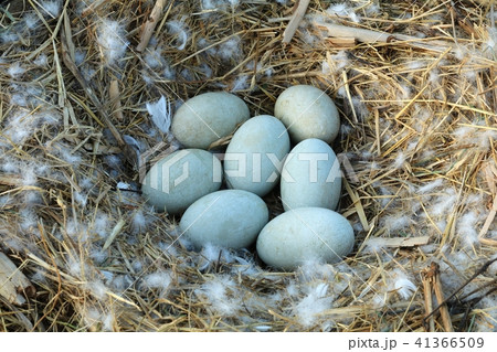 Mute swan nest with 7 eggs 41366509
