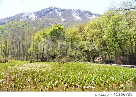 水芭蕉の群生地今池湿原 水芭蕉の群生地今池湿原 41366739