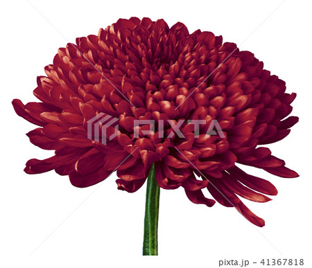 A carmine Chrysanthemum flower isolated A carmine Chrysanthemum flower isolated 41367818