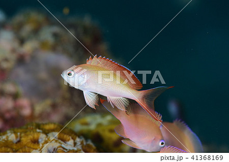 カシワハナダイ カシワハナダイ 41368169