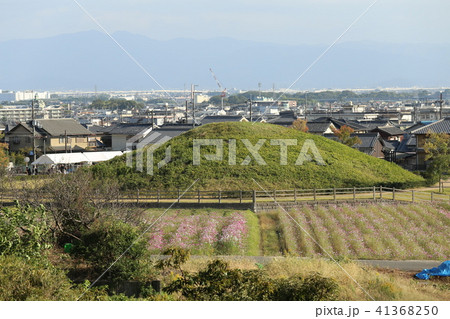 藤ノ木古墳とコスモス畑 藤ノ木古墳とコスモス畑 41368250