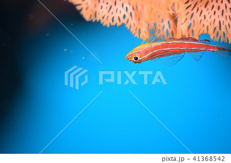 タテジマヘビギンポ 41368542