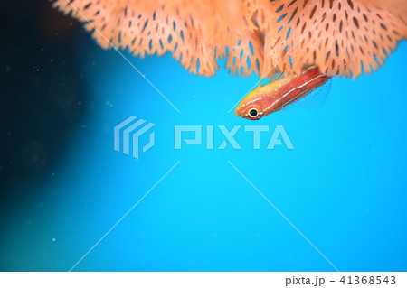 タテジマヘビギンポ 41368543