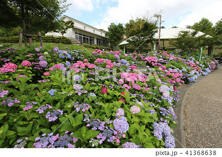 しらとりの郷のあじさい園 41368638