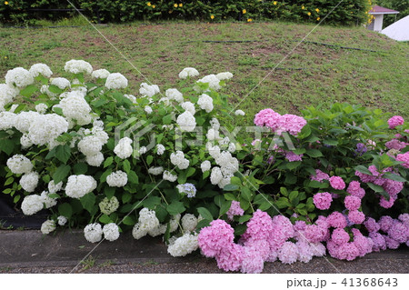 しらとりの郷のあじさい園 41368643
