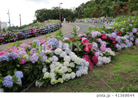 しらとりの郷のあじさい園 41368644