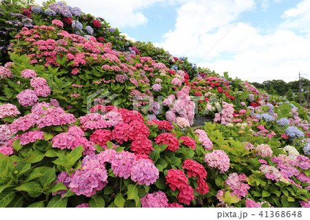 しらとりの郷のあじさい園 41368648