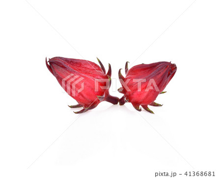 Hibiscus sabdariffa or roselle fruits isolated Hibiscus sabdariffa or roselle fruits isolated 41368681
