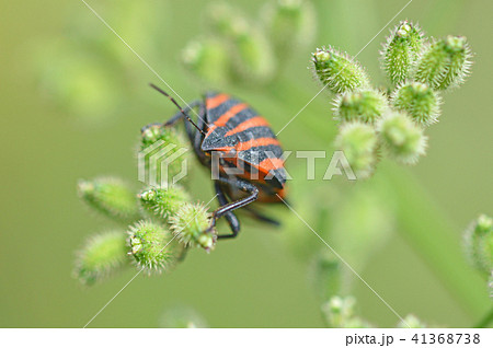 アカスジカメムシ（赤条亀虫）とヤブジラミ 41368738