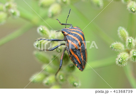 アカスジカメムシ（赤条亀虫）とヤブジラミ 41368739