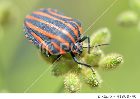 アカスジカメムシ（赤条亀虫）とヤブジラミ 41368740