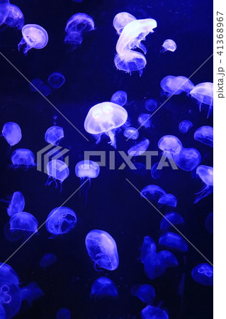 クラゲ 41368967