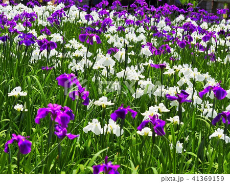 菖蒲園にて 41369159