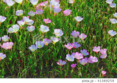 昼咲き月見草 昼咲き月見草 41369259