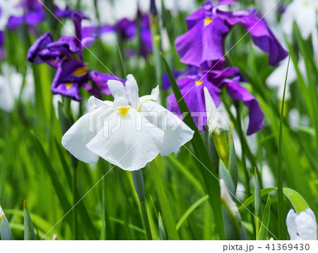 白色と紫色の花菖蒲 41369430