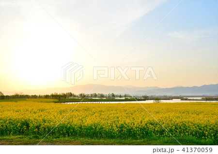 福島潟の菜の花(新潟県) 福島潟の菜の花(新潟県) 41370059