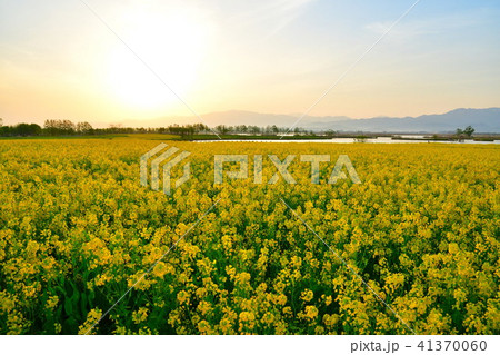 福島潟の菜の花(新潟県) 福島潟の菜の花(新潟県) 41370060