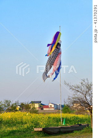 こいのぼりと菜の花 新潟県 の写真素材