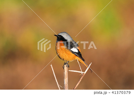 枝に立つジョウビタキオス 41370379