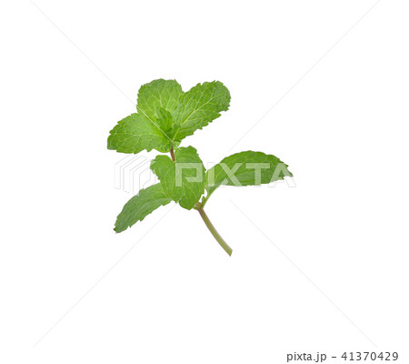 Mint leaves isolated on white background. Mint leaves isolated on white background. 41370429