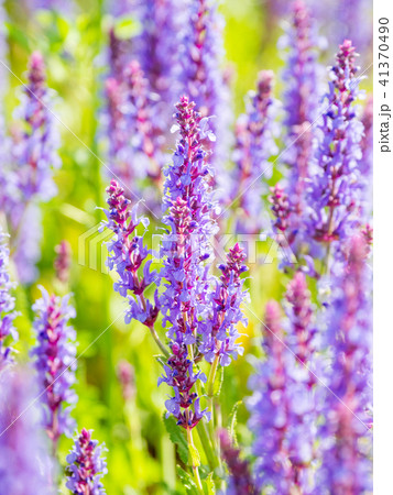 blooming Woodland Sage 41370490