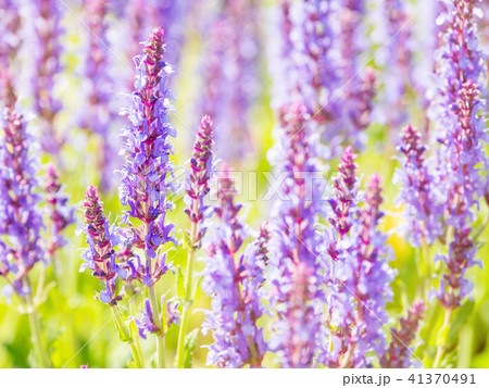 blooming Woodland Sage 41370491