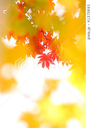 晩秋のモミジ　紅葉 41370693