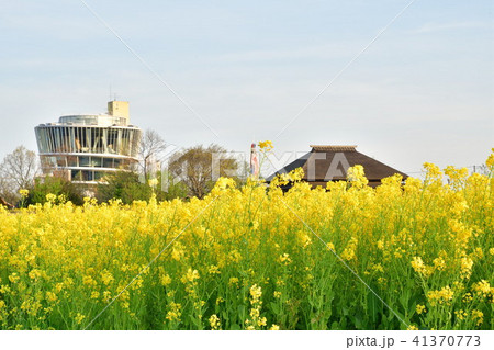 福島潟の菜の花（新潟県） 41370773