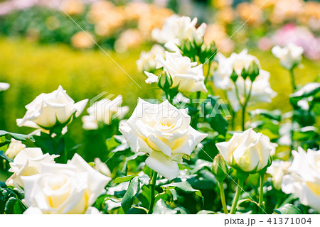 白い薔薇 美しいばら 綺麗なバラ 華やかな薔薇 春の花 庭園 庭 ガーデン 観光 の写真素材