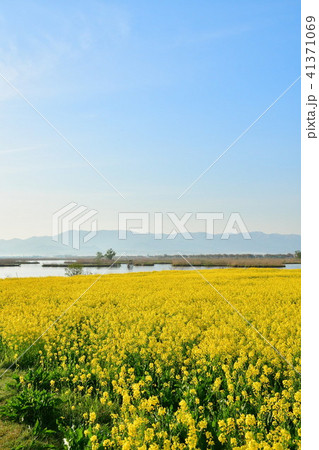 福島潟の菜の花(新潟県) 福島潟の菜の花(新潟県) 41371069