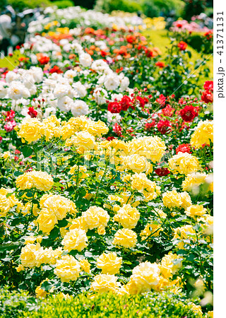 黄色い薔薇 美しいばら 綺麗なバラ 華やかな薔薇 春の花 庭園 庭 ガーデン 観光 の写真素材